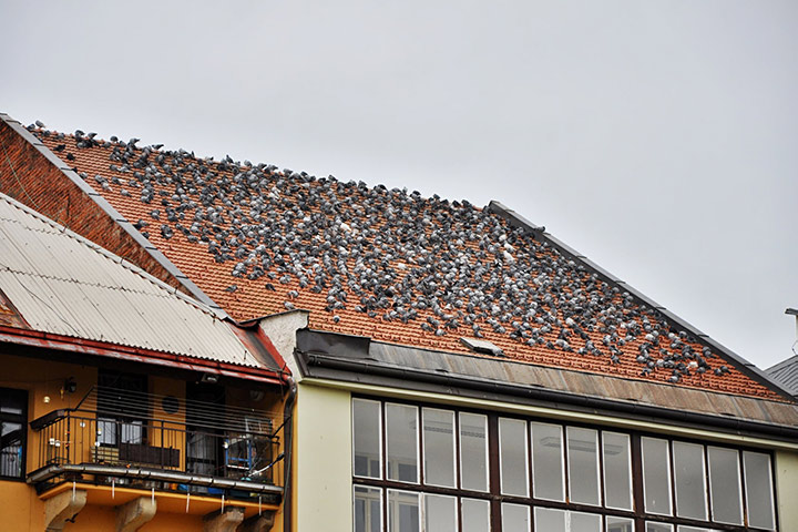 A2B Pest Control are able to install spikes to deter birds from roofs in Welling. 