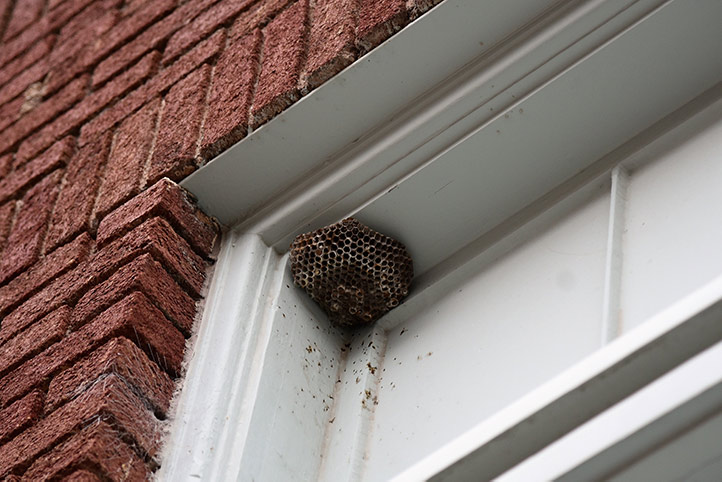 We provide a wasp nest removal service for domestic and commercial properties in Welling.
